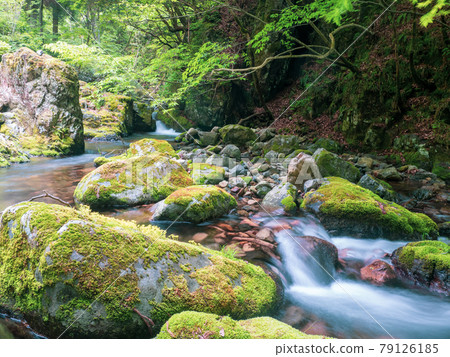 Mountain stream in early summer Mountain stream in early summer 79126185