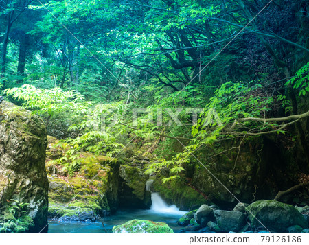 Mountain stream in early summer Mountain stream in early summer 79126186