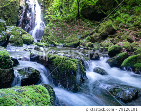 Mountain stream in early summer 79126191