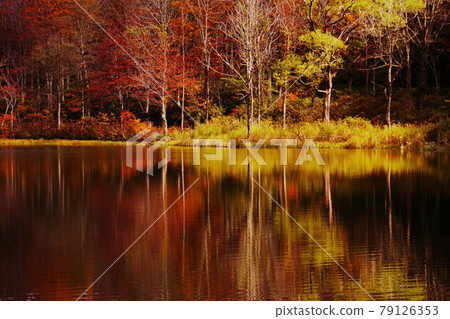 深秋信州荷花白池被紅黃秋葉環繞 79126353