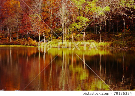 深秋信州荷花白池被紅黃秋葉環繞 深秋信州荷花白池被紅黃秋葉環繞 79126354