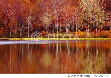 深秋信州荷花白池被紅黃秋葉環繞 79126355