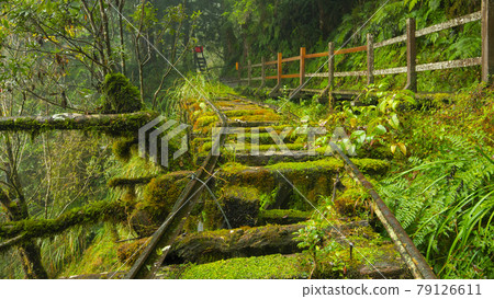 台灣，太平山，見晴古道，台湾、太平山、清旧道を参照、Taiwan, Taiping Mountain 79126611