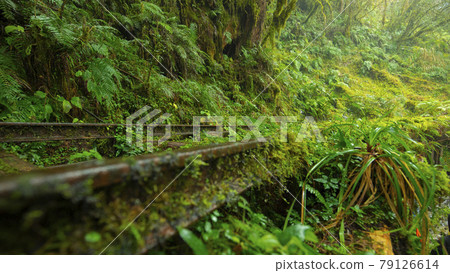 台灣，太平山，見晴古道，台湾、太平山、清旧道を参照、Taiwan, Taiping Mountain 79126614