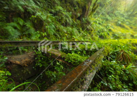 台灣,太平山,見晴古道,台湾、太平山、清旧道を参照、Taiwan, Taiping Mountain 台灣,太平山,見晴古道,台湾、太平山、清旧道を参照、Taiwan, Taiping Mountain 79126615