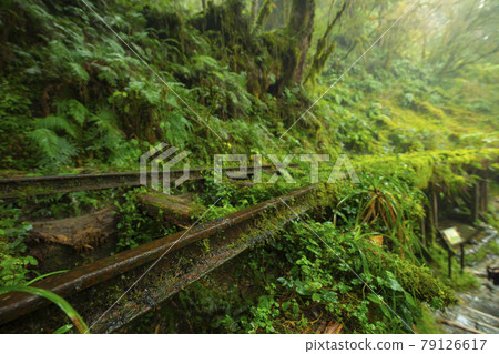 台灣,太平山,見晴古道,台湾、太平山、清旧道を参照、Taiwan, Taiping Mountain 台灣,太平山,見晴古道,台湾、太平山、清旧道を参照、Taiwan, Taiping Mountain 79126617