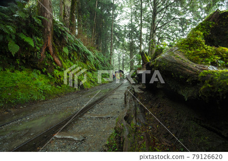 台灣,太平山,見晴古道,台湾、太平山、清旧道を参照、Taiwan, Taiping Mountain 台灣,太平山,見晴古道,台湾、太平山、清旧道を参照、Taiwan, Taiping Mountain 79126620
