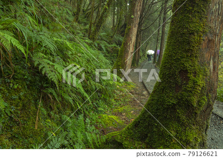 台灣，太平山，見晴古道，台湾、太平山、清旧道を参照、Taiwan, Taiping Mountain 79126621