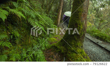 台灣,太平山,見晴古道,台湾、太平山、清旧道を参照、Taiwan, Taiping Mountain 台灣,太平山,見晴古道,台湾、太平山、清旧道を参照、Taiwan, Taiping Mountain 79126622