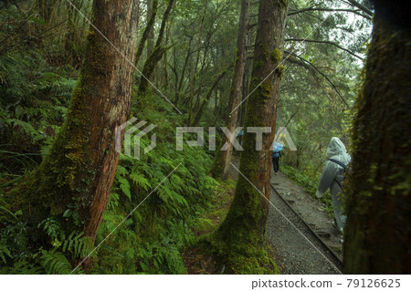 台灣，太平山，見晴古道，台湾、太平山、清旧道を参照、Taiwan, Taiping Mountain 79126625