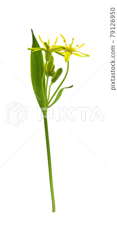 Closeup of yellow Gagea lutea flowers, bud and leaves isolated on white Closeup of yellow Gagea lutea flowers, bud and leaves isolated on white 79126950