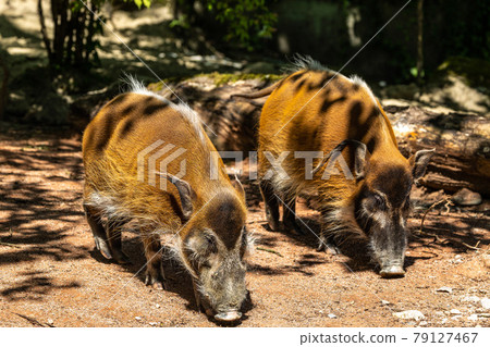Red river hog, Potamochoerus porcus, also known as the bush pig. 79127467