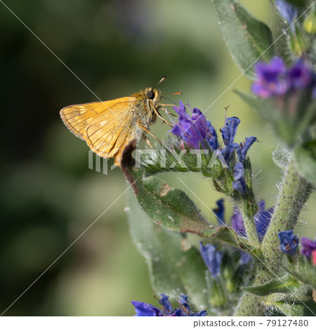 Lulworth skipper, Thymelicus acteon foraging on a flower at a meadow at Munich, Germany 79127480
