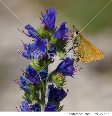 Lulworth skipper, Thymelicus acteon foraging on a flower at a meadow at Munich, Germany Lulworth skipper, Thymelicus acteon foraging on a flower at a meadow at Munich, Germany 79127486