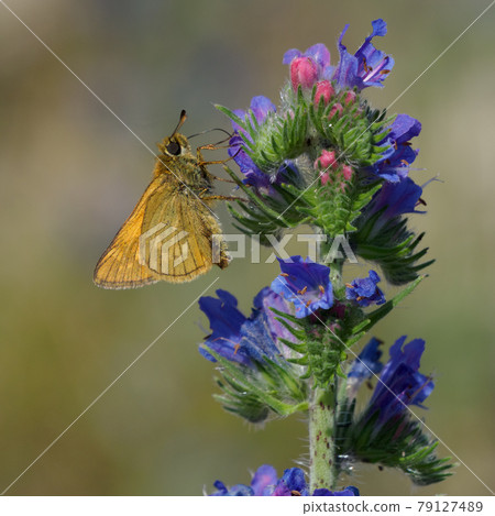 Lulworth skipper, Thymelicus acteon foraging on a flower at a meadow at Munich, Germany Lulworth skipper, Thymelicus acteon foraging on a flower at a meadow at Munich, Germany 79127489