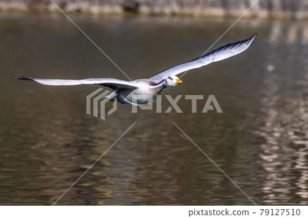 The bar-headed goose, Anser indicus flying over a lake in English Garden in Munich 79127510