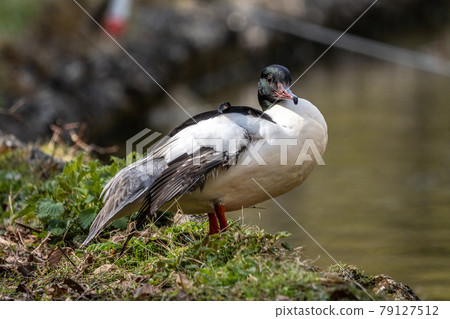 Common Merganser, Goosander, Mergus merganser, swimming on the Kleinhesseloher Lake at Munich, Germany Common Merganser, Goosander, Mergus merganser, swimming on the Kleinhesseloher Lake at Munich, Germany 79127512