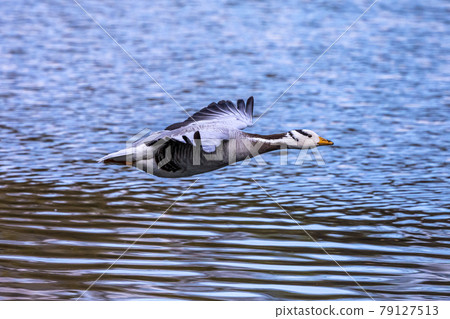 The bar-headed goose, Anser indicus flying over a lake in English Garden in Munich The bar-headed goose, Anser indicus flying over a lake in English Garden in Munich 79127513