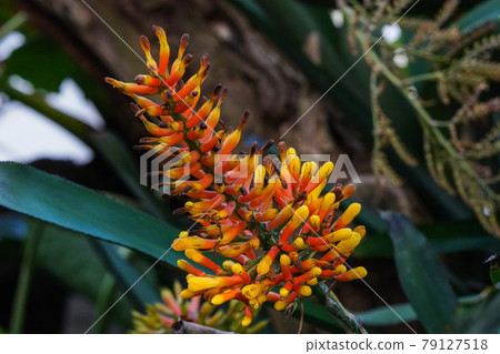 Closeup of Aloe cryptopoda, also known as Yellow Aloe and Aloe cryptopoda Baker Closeup of Aloe cryptopoda, also known as Yellow Aloe and Aloe cryptopoda Baker 79127518