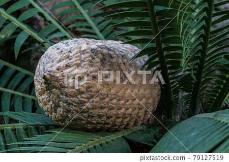 The fruit of Ceratozamia mexicana , a species of plant in the family Zamiaceae 79127519