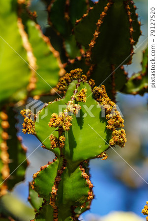 Close view of Transvaal candelabra tree, or bushveld candelabra euphorbia 79127520