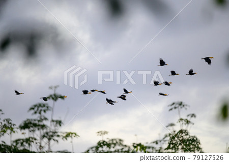 Plain-pouched Hornbill , Rhyticeros subruficollis Plain-pouched Hornbill , Rhyticeros subruficollis 79127526