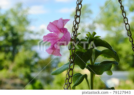 Pink flower in a flower hanging pot in the garden Pink flower in a flower hanging pot in the garden 79127943