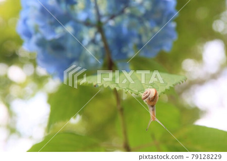 蝸牛 79128229