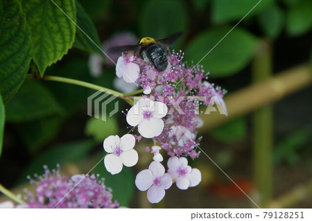 Hydrangea and carpenter bee 79128251