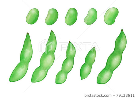 毛豆 毛豆 79128611