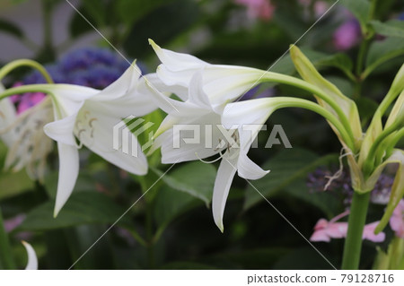初夏花園中盛開的白花 初夏花園中盛開的白花 79128716