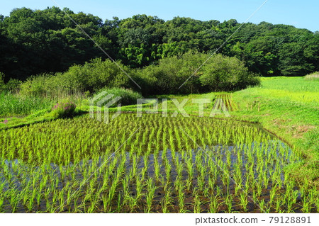 六月町田 351 逗子小野寺歷史環境保護區（里山景觀） 79128891