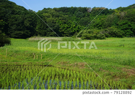 六月町田 350 逗子小野寺歷史環境保護區（里山景觀） 79128892