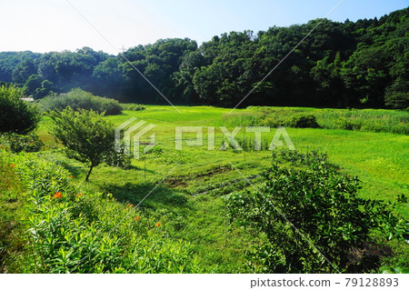 June Machida 349 Zushi Onoji Historical Environmental Conservation Area (Satoyama Landscape) June Machida 349 Zushi Onoji Historical Environmental Conservation Area (Satoyama Landscape) 79128893