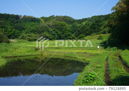 June Machida 347 Zushi Onoji Historical Environmental Conservation Area (Satoyama Landscape) 79128895