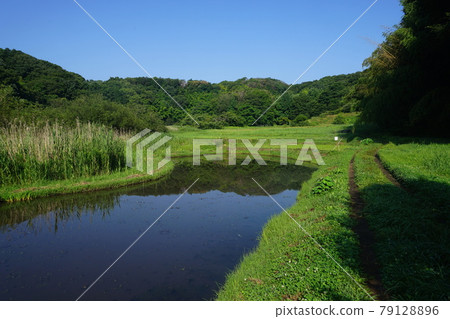June Machida 346 Zushi Onoji Historical Environmental Conservation Area (Satoyama Landscape) June Machida 346 Zushi Onoji Historical Environmental Conservation Area (Satoyama Landscape) 79128896