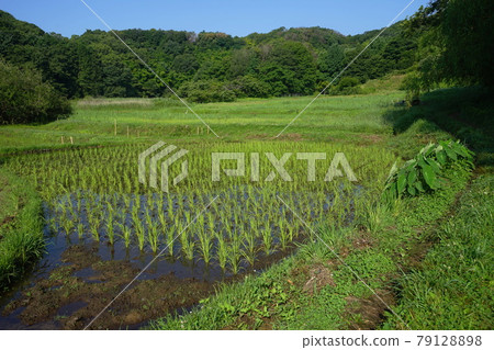 June Machida 344 Zushi Onoji Historical Environmental Conservation Area (Satoyama Landscape) 79128898