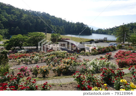 Rose Rose Rose Higashizawa Rose Park 79128964