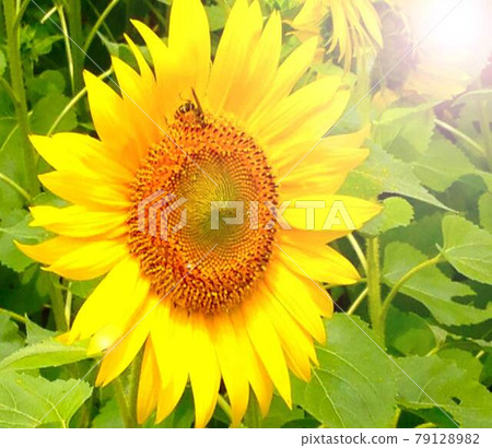 向日葵和蜜蜂 79128982