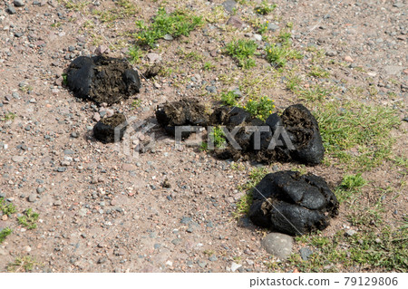 Horse Manure on a Rustic Country Lane Horse Manure on a Rustic Country Lane 79129806
