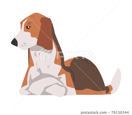 Lying Beagle Dog Pet Animal, Hunting Dog with Brown White Coat and Long Ears Beagle Cartoon Vector Illustration Lying Beagle Dog Pet Animal, Hunting Dog with Brown White Coat and Long Ears Beagle Cartoon Vector Illustration 79130344