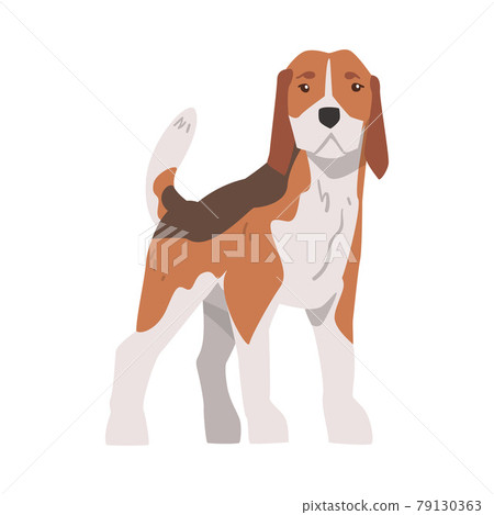 Dog Front View