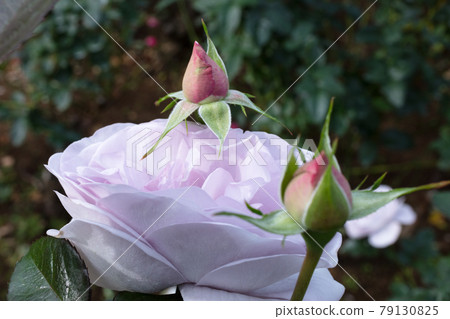 紫色玫瑰花 紫色玫瑰花 79130825