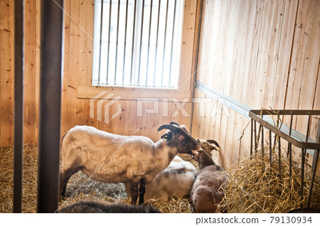 Many cute horned goats standing, resting and eating hay inside in an animal barn at a farm with window and wood walls in the rural countryside Many cute horned goats standing, resting and eating hay inside in an animal barn at a farm with window and wood walls in the rural countryside 79130934