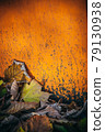 Closeup detail of many fallen dried seasonal decorative autumn leaves on the ground outside in various different natural colors against a rustic vibrant saturated orange wall in warm sunlight, with 79130938