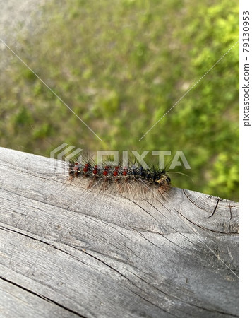 Colorful and hairy caterpillars Colorful and hairy caterpillars 79130953