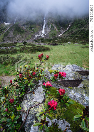 Alpenrose and waterfall in alpine mountain valley with streams of glacial melting water. Sulzenau Alm, Stubai Alps, Austria Alpenrose and waterfall in alpine mountain valley with streams of glacial melting water. Sulzenau Alm, Stubai Alps, Austria 79131665