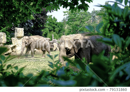 Elephant in Prague ZOO in nature 79131860