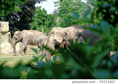 Elephant in Prague ZOO in nature 79131867