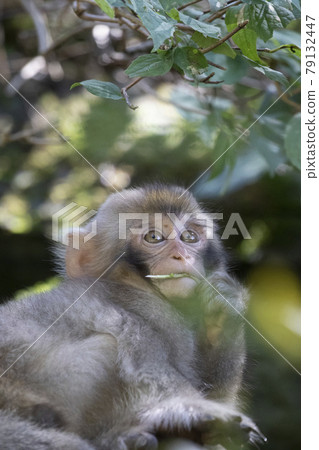 Japanese macaques Japanese macaques 79132447